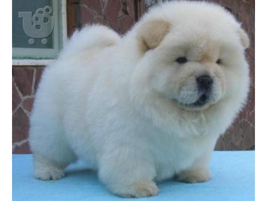 Προσιτά προς πώληση κουτάβια chow chow